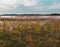 Swamped high grass pond edge with trees and sky. Toned Czech landscape