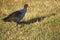 Swamphen Pukeko Bird