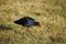 Swamphen Pukeko Bird