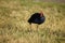 Swamphen Pukeko Bird