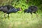 Swamphen or pukeko birds