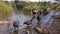 Swamphens searching through water for food