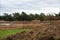 Swampland in the autumn under a cloudy sky. Fall landscape