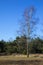 Swampland with big birch tree in the early spring under a blue sky. Typical landscape in the Netherlands