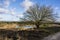 Swampland with big tree in the winter under a blue sky. Winter landscape in the Netherlands