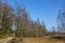 Swampland with big trees in the early spring under a blue sky. Typical landscape in the Netherlands