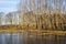 Swampland with big trees in the winter under an evening sky. Winter landscape in the Netherlands