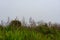 Swampland on edge of Lake Okareka with leafless trees though mist