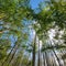 Swampland forest in Florida