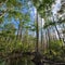 Swampland forest in Florida