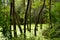 Swamps in flooded alluvial forests