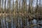 Swamps and muds in Poland. Swamp landscape in Central Europe.