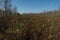 swamps with phragmites in polesie