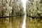 Swamps, Spanish moss, and bayou on Caddo Lake in east Texas.