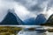 Swampy coast of the Milford Sound
