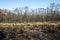 Swampy heathland after a wildfire, Australia.