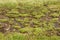 Swampy landscape. View of the marsh land