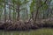 Swampy mangrove forest
