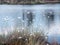 Swampy marsh in the bog, swamp cotton grass. Taken in a bog, Latvia