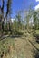 Swampy marsh in the forest near the village Ocsa, Hungary