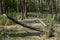 Swampy marsh in the forest near the village Ocsa, Hungary