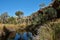 Swampy oasis with cliffs, grass and trees in Australia