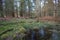 Swampy pool in the New Forest, Hampshire, England