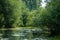 Swampy river with vegetation in the water and trees