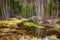 Swampy stream in Altay Taiga