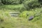 Swampy terrain with abundant vegetation, an inverted old wooden boat lies in the grass, summer cloudy windy day