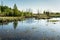 The swampy terrain with dry grass, young green trees, power line in the forest, spring sunset time