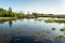 The swampy terrain with dry grass, young green trees, power line in the forest, spring sunset time