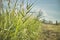 Swampy vegetation at sunset