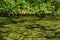 Swampy water on green background