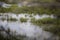 Swampy waters with high green grass near Georgia`s coastal region