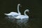 Swan