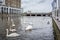 Swan in Alster river in Hamburg