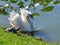 A Swan appears startled by a turtle. A large and varied number of birds make lake Morton a home.