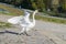 Swan attacks and beats wildly with his wings