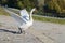 Swan attacks and beats wildly with his wings