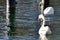 Swan at the Attersee in Austria, Europe