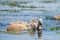 Swan babies cygnets in Danube Delta