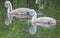 Swan babies on green water of lake