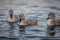 Swan babies in water. Three grey little Mute swan cygnets swimming in lake Geneva. Cygnus olor