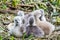 Swan baby cygnet cuddling together