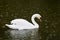 Swan at Baconsthorpe Castle and Mere, Holt, Norfolk, England, UK