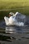 Swan bathing in glistening water