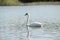 Swan beautiful elegans