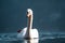 Swan in the beautiful lake of Hallstatt, close up swan image in Hallstatt austria, amazing wildlife image