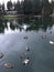 Swan in a beautiful lake in Redmond
